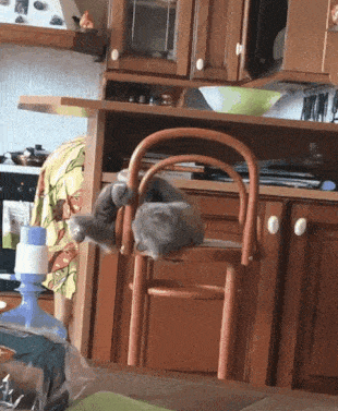 le chat dans la cuisine